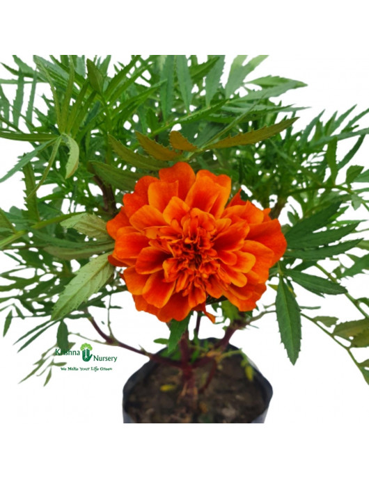 French Marigold Plant (Jafri Plant)