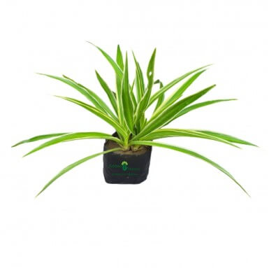 Spider Plant - 8 Inch - Poly Bag