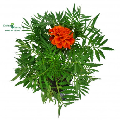 French Marigold Plant (Jafri Plant) - Seasonal Plants -  - french-marigold-plant-jafri-plant -   