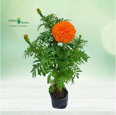 Marigold Plant (Any Color) - Seasonal Plants -  - marigold-plant-any-color -   