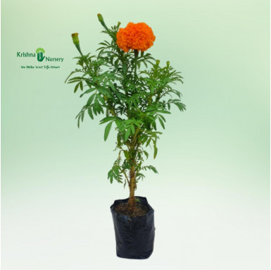 Marigold Plant (Any Color) - Seasonal Plants -  - marigold-plant-any-color -   