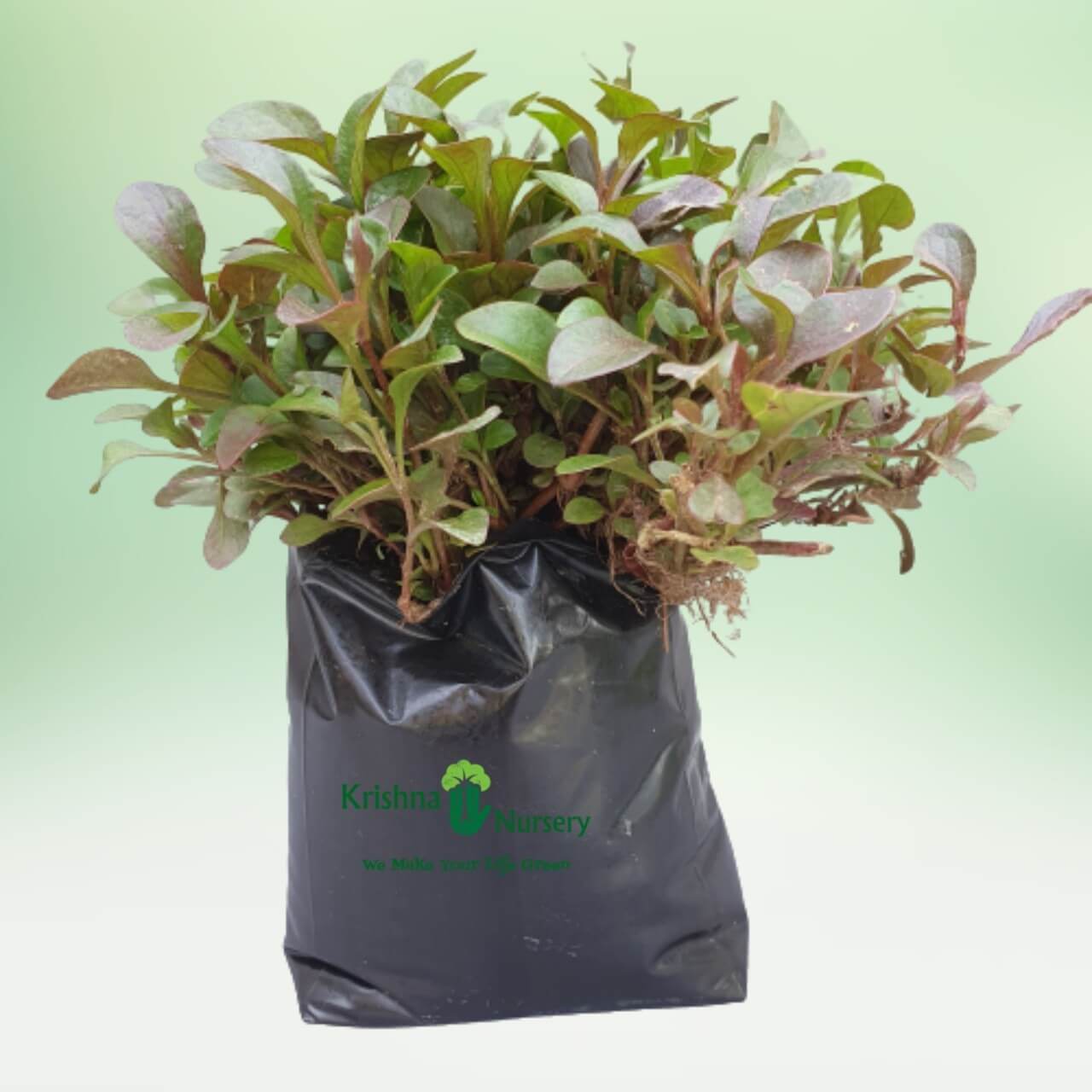Red Alternanthra Plant - 8 Inch - Poly Bag