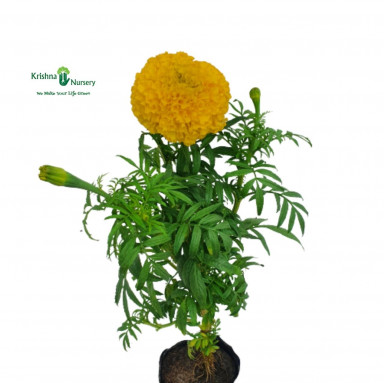 Marigold Plant - Yellow Flower - Seasonal Plants -  - marigold-plant-yellow-flower -   
