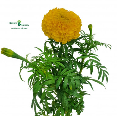 Marigold Plant - Yellow Flower - Seasonal Plants -  - marigold-plant-yellow-flower -   
