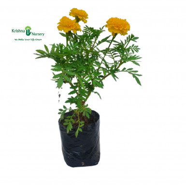 Genda Flower Plant - Seasonal Plants -  - genda-flower-plant -   