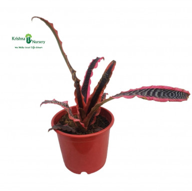 Cryptanthus Elaine Plant - Gifting Plants -  - cryptanthus-elaine-plant -   