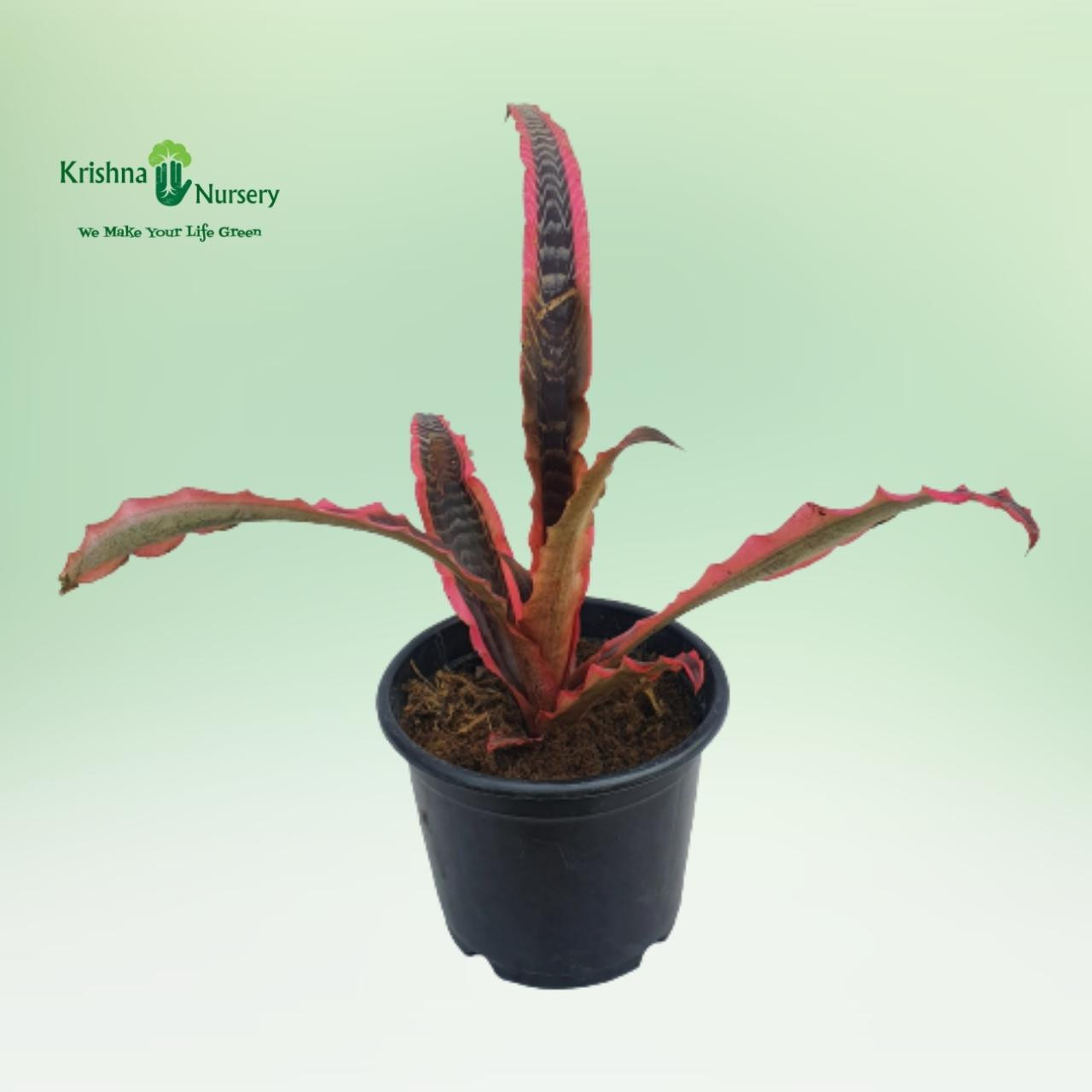 Cryptanthus Elaine Plant - Gifting Plants -  - cryptanthus-elaine-plant -   