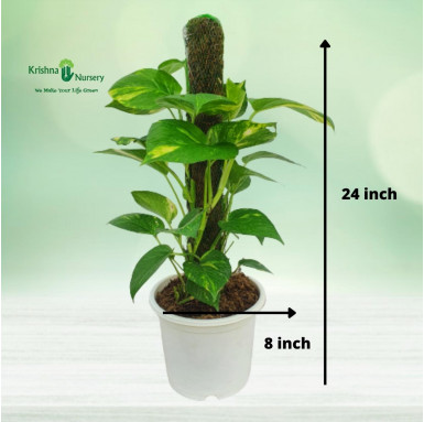 Money Plant with Small Mossstick - Indoor Plants -  - money-plant-with-small-mossstick -   