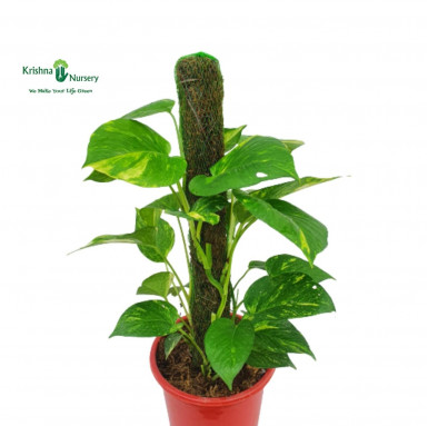 Money Plant with Small Mossstick - Indoor Plants -  - money-plant-with-small-mossstick -   