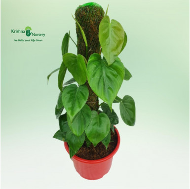 Oxycardium Plant with Small Mossstick - Indoor Plants -  - oxycardium-plant-with-small-mossstick -   