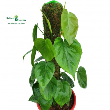 Oxycardium Plant with Small Mossstick - Indoor Plants -  - oxycardium-plant-with-small-mossstick -   