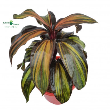 Cordyline Chocolate Queen Plant - Indoor Plants -  - cordyline-chocolate-queen-plant -   