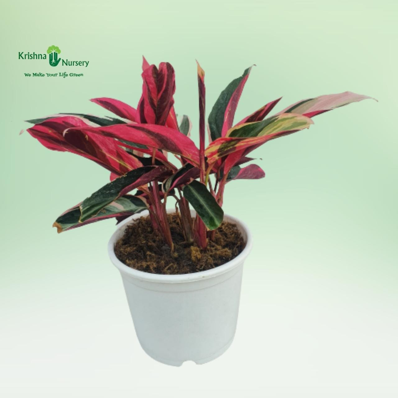 Stromanthe Triostar Plant - Indoor Plants -  - stromanthe-triostar-plant -   
