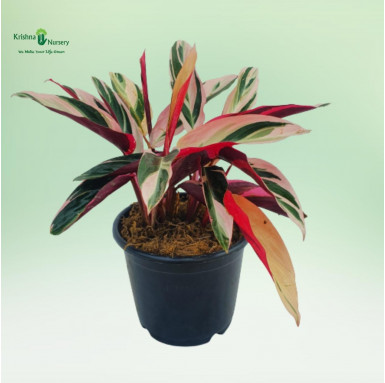 Stromanthe Triostar Plant - Indoor Plants -  - stromanthe-triostar-plant -   