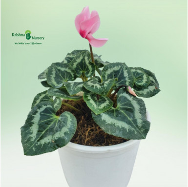 Cyclamen Persicum Plant - Pink Flower - Flower Plants -  - cyclamen-persicum-plant-pink-flower -   