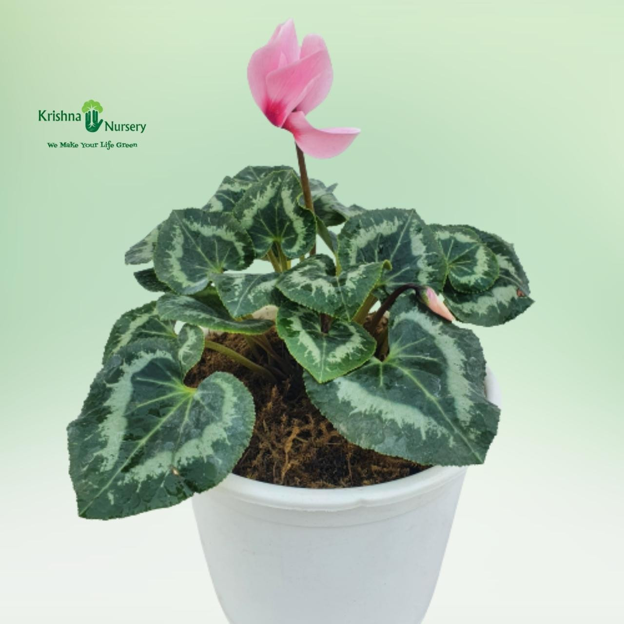 Cyclamen Persicum Plant - Pink Flower - Flower Plants -  - cyclamen-persicum-plant-pink-flower -   