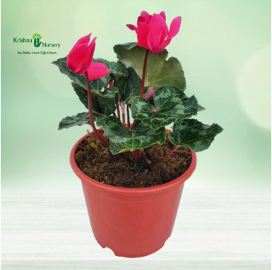 Cyclamen Persicum Plant - Red Flower - Flower Plants -  - cyclamen-persicum-plant-red-flower -   