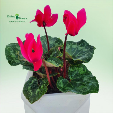 Cyclamen Persicum Plant with Ceramic Pot - Gifting Plants -  - cyclamen-persicum-plant-with-ceramic-pot -   