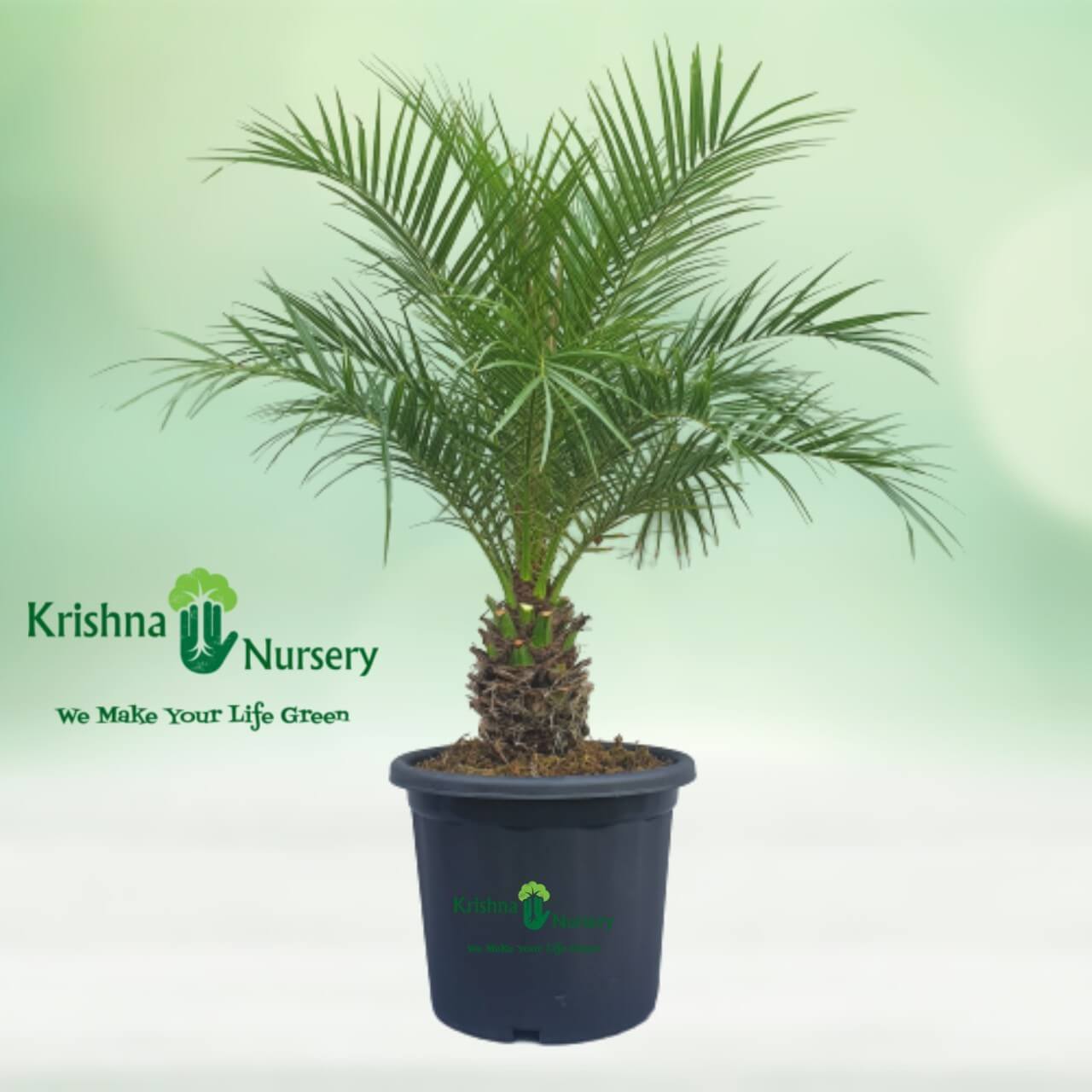 Phoenix Palm - Outdoor Plants -  - phoenix-palm -   