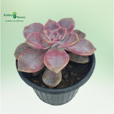 Graptopetalum Purple Delight - Succulent Plants -  - graptopetalum-purple-delight -   