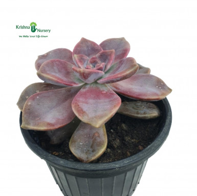 Graptopetalum Purple Delight - Succulent Plants -  - graptopetalum-purple-delight -   