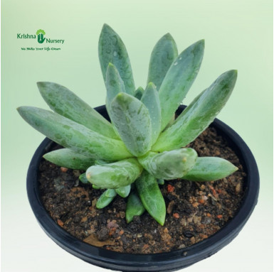 Pachyphytum Hookeri Succulent - Succulent Plants -  - pachyphytum-hookeri-succulent -   