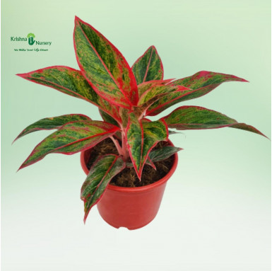 Aglaonema Lipstick Plant - Gifting Plants -  - aglaonema-lipstick-plant -   