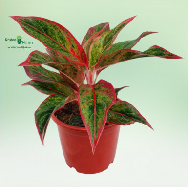 Aglaonema Lipstick Plant - Gifting Plants -  - aglaonema-lipstick-plant -   