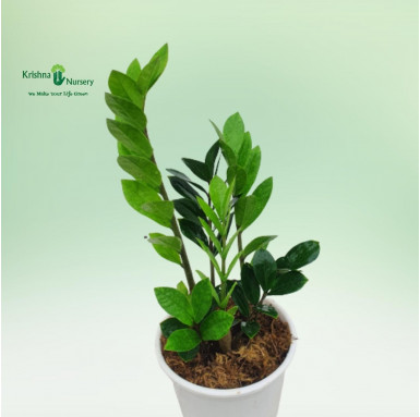 Zamia Palm with 6 inch Pot - Indoor Plants -  - zamia-palm-with-6-inch-pot -   