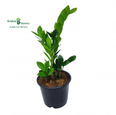 Zamia Palm with 6 inch Pot - Indoor Plants -  - zamia-palm-with-6-inch-pot -   