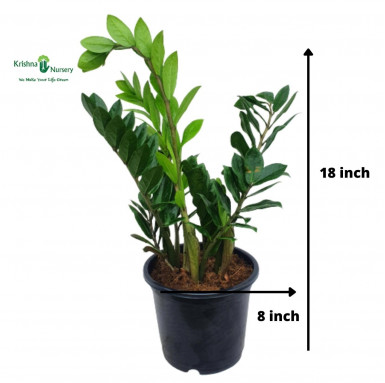 Zamia Palm with 8 inch Pot - Indoor Plants -  - zamia-palm-with-8-inch-pot -   