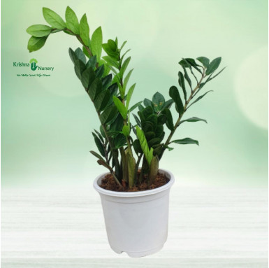 Zamia Palm with 8 inch Pot - Indoor Plants -  - zamia-palm-with-8-inch-pot -   