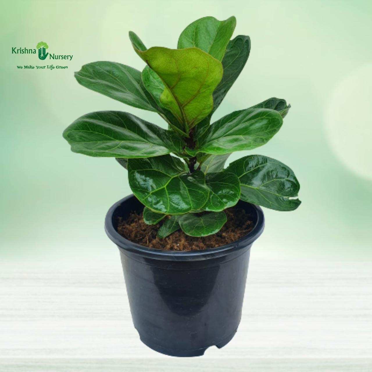 Fiddle Leaf Fig Plant - Gifting Plants -  - fiddle-leaf-fig-plant -   