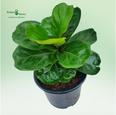 Fiddle Leaf Fig Plant - Gifting Plants -  - fiddle-leaf-fig-plant -   