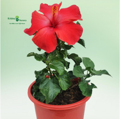 Hibiscus Red Flower Plant - Flower Plants -  - hibiscus-red-flower-plant -   