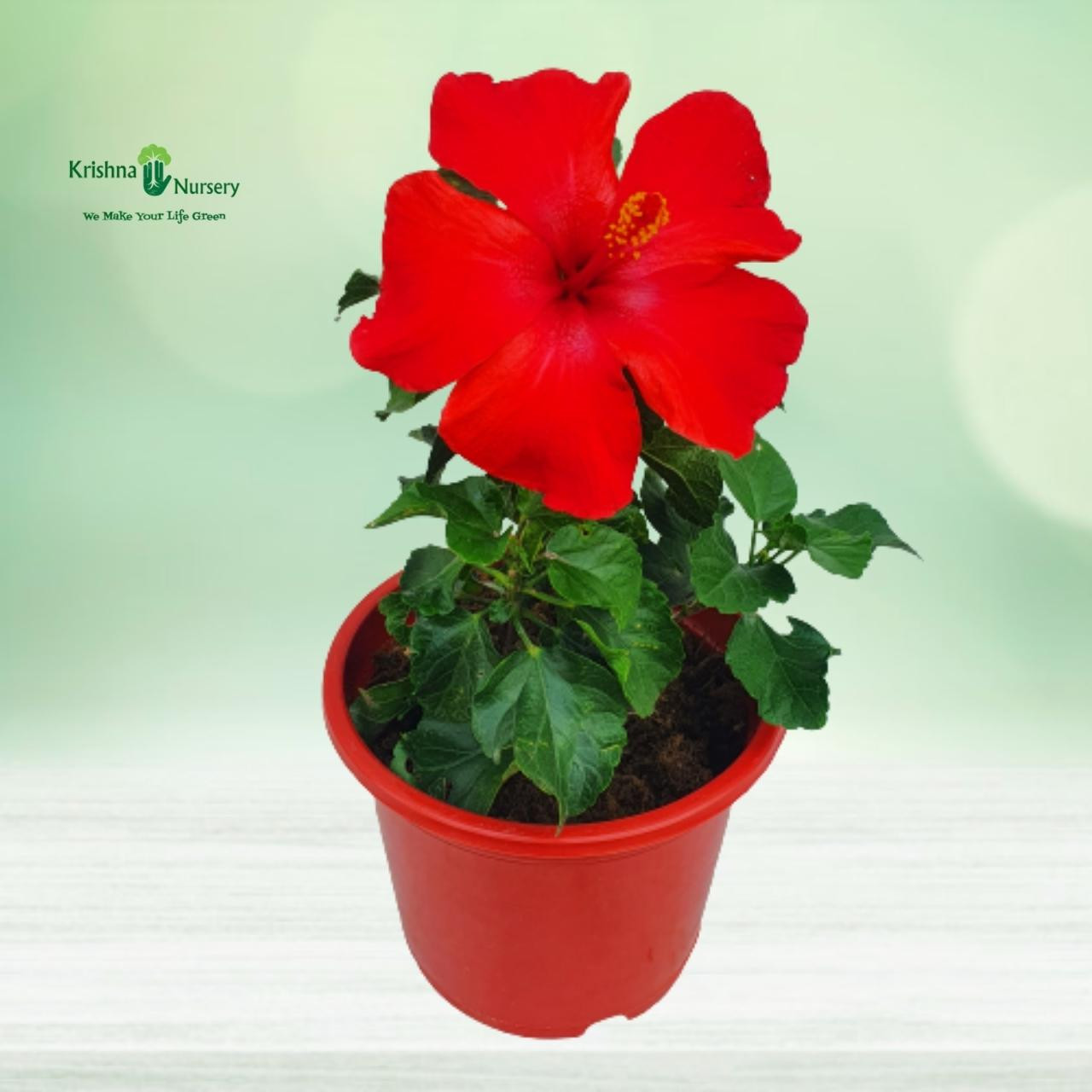 Hibiscus Red Flower Plant - Flower Plants -  - hibiscus-red-flower-plant -   