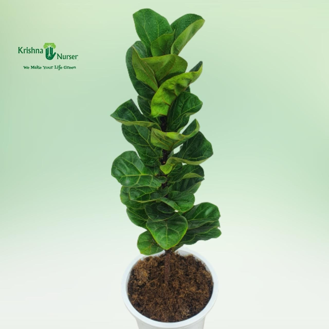 Fiddle Leaf Fig Plant (Ficus Lyrata) - Indoor Plants -  - fiddle-leaf-fig-plant-ficus-lyrata -   