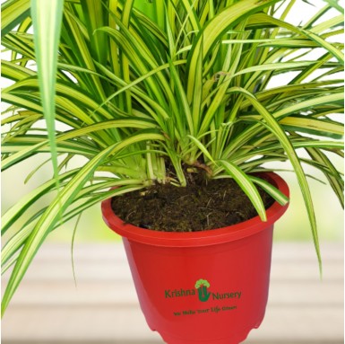 Pandanus Plant - 12 Inch - Red Pot