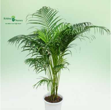 Areca Palm with 12" Pot - Indoor Plants -  - areca-palm-with-12-pot -   