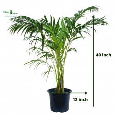 Areca Palm with 12" Pot - Indoor Plants -  - areca-palm-with-12-pot -   