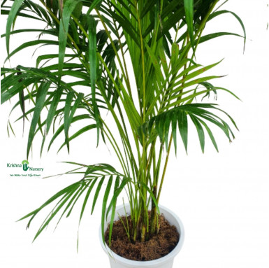 Areca Palm - Indoor Plants -  - areca-palm -   