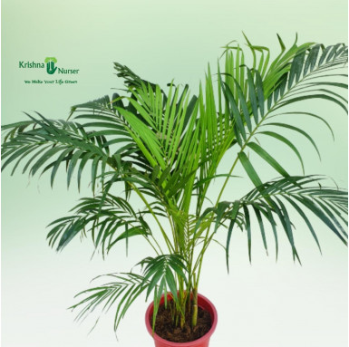 Areca Palm - Indoor Plants -  - areca-palm -   