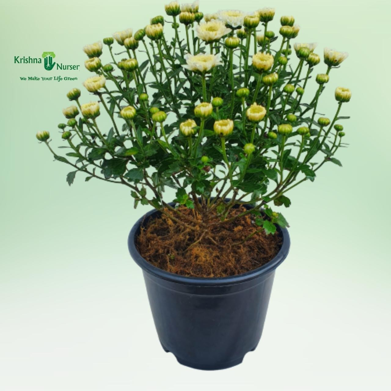 Chrysanthemum Plant - White Flower - Seasonal Plants -  - chrysanthemum-plant-white-flower -   