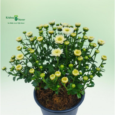 Chrysanthemum Plant - White Flower - Seasonal Plants -  - chrysanthemum-plant-white-flower -   