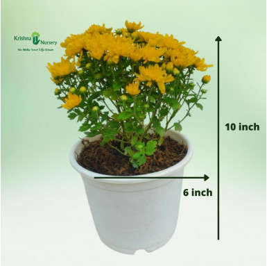 Chrysanthemum Plant - Yellow Flower - Seasonal Plants -  - chrysanthemum-plant-yellow-flower -   