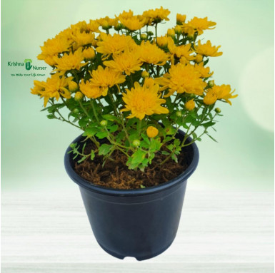 Chrysanthemum Plant - Yellow Flower - Seasonal Plants -  - chrysanthemum-plant-yellow-flower -   