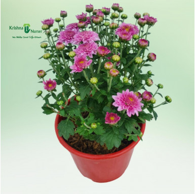 Chrysanthemum Plant - Pink Flower - Seasonal Plants -  - chrysanthemum-plant-pink-flower -   