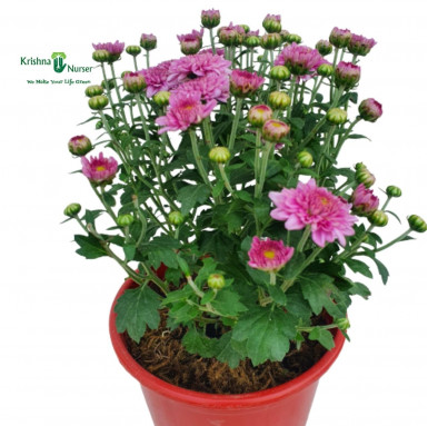 Chrysanthemum Plant - Pink Flower - Seasonal Plants -  - chrysanthemum-plant-pink-flower -   