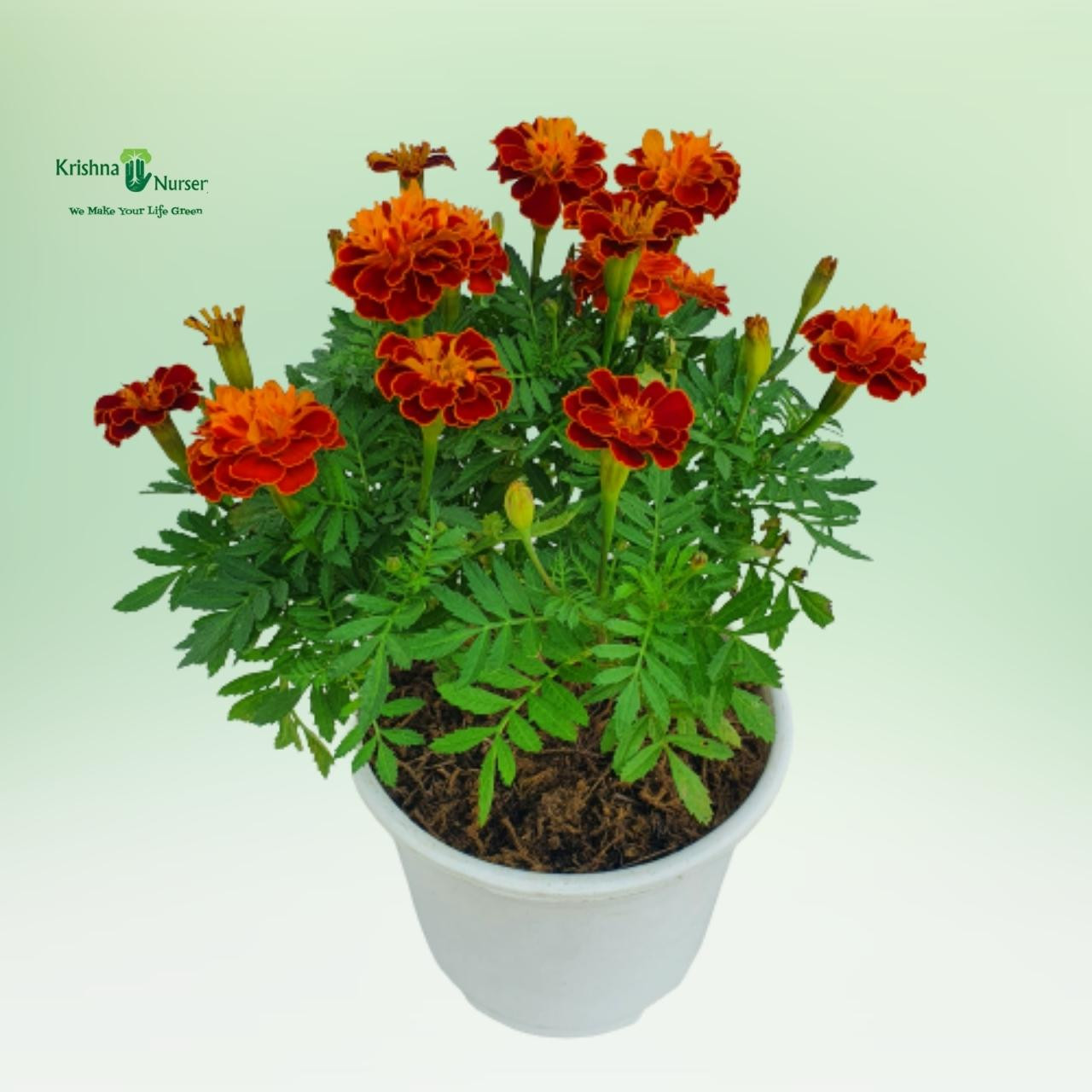 Jafri Plant (French Marigold) - Seasonal Plants -  - jafri-plant-french-marigold -   