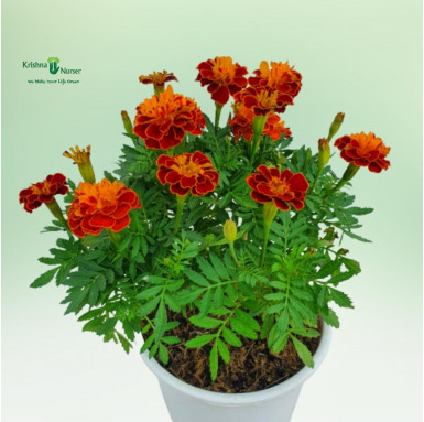 Jafri Plant (French Marigold) - Seasonal Plants -  - jafri-plant-french-marigold -   